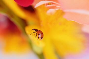 Closeup of a ladybird on a delicate yellow flower, perfect for a romantic greeting card.
