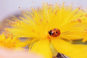 Closeup of a ladybird on a delicate yellow flower, perfect for a romantic greeting card.