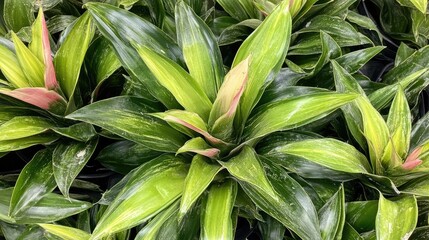 Obraz premium Vibrant Pineapple Plants with Red-Tipped Leaves and Lush Green Foliage Perfect for Garden or Indoor Decor