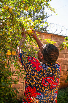 A middle-aged African woman picking fruit from a home garden