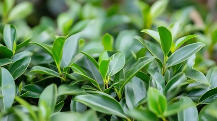 Obraz premium Lush Green Foliage Abundant Natural Leaves