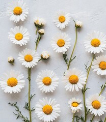 Fototapeta premium Elegant Daisies Arranged on Grey Background: Floral Flatlay Photography