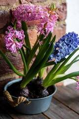Easter spring home decor composition. Basket with blooming beautiful springtime bulbous pink and purple hyacinth flowers. Cozy countryside kitchen interior with brick wall, morning light