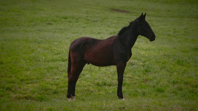 beautiful horses on a green paddock