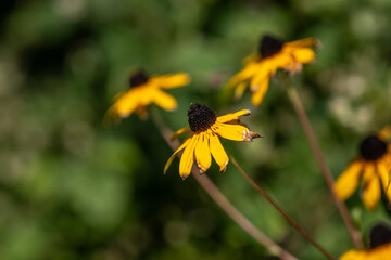 Black-eyed Susan flowering in summer.