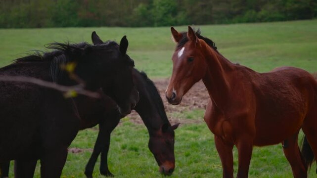 beautiful horses on a green paddock