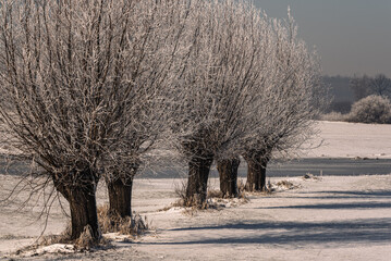 Nadwiślańskie wierzby © Michał Rakowski
