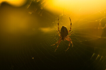 European garden spider Araneus diadematus in a web.