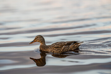 Female mallard duck swimming in a lake.