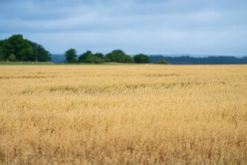 Forest behind a wheat field.