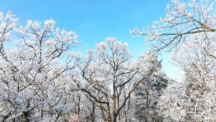 Fototapeta premium Winter Oaks Forest With Clear Blue Sky.