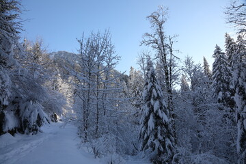 Snowy landscape in Switzerland