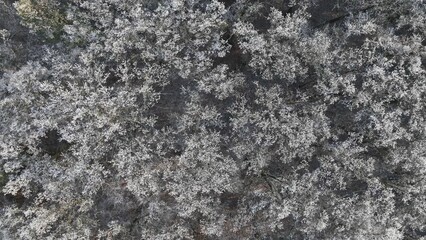 Aerial View of Winter Oaks Forest.