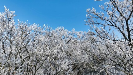 Winter Oaks Forest With Clear Blue Sky.