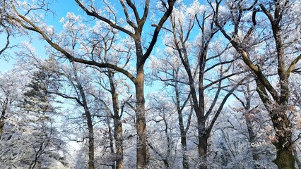 Winter Oaks Forest With Clear Blue Sky.