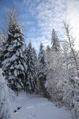 Snowy landscape in Switzerland