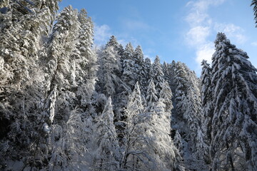 Snowy landscape in Switzerland