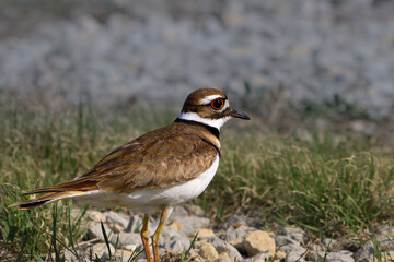 Killdeer walking on grass and gravel near nest