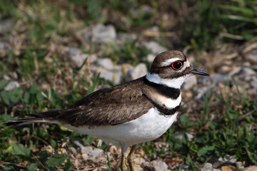 Killdeer walking on grass and gravel