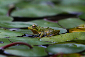 Frog on a pond shield in Eastern Texas