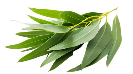 Obraz premium Fresh eucalyptus sprigs, isolated on white background 