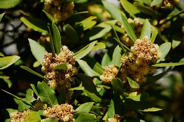 Blooming bay tree or laurel, or Laurus nobilis flowers, at springtime, in Athens, Greece
