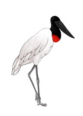 Illustration of jabiru  bird isolated standing on one leg