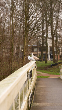 Two birds perched on a bridge