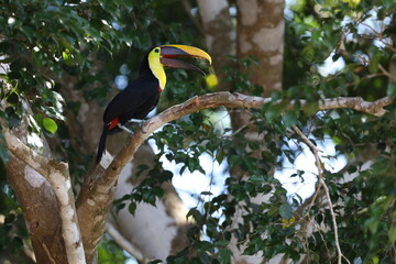 Toucan in a Tree