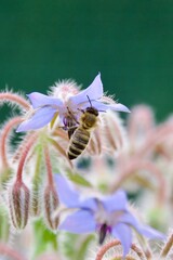 A wild bee clinging to a delicate blue borage flower, collecting pollen, surrounded by soft green foliage and fuzzy buds, emphasizing its role in pollination.