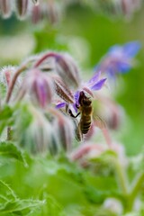 A wild bee hovering near a vibrant blue borage flower, surrounded by fuzzy buds and green foliage, highlighting its role in pollination in a natural setting.