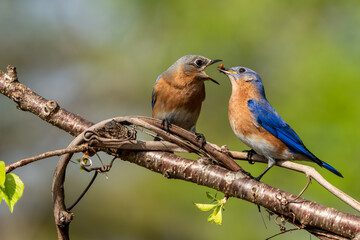 An adult bluebird feeding a youngster