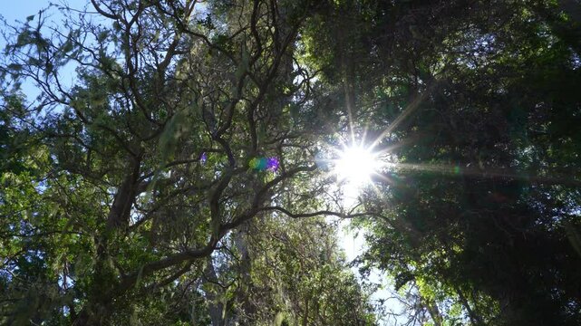 Myrtle tree forest in Los Arrayanes National Park, Argentina