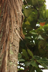 Foto da Praia de Manguinhos - Serra - ES