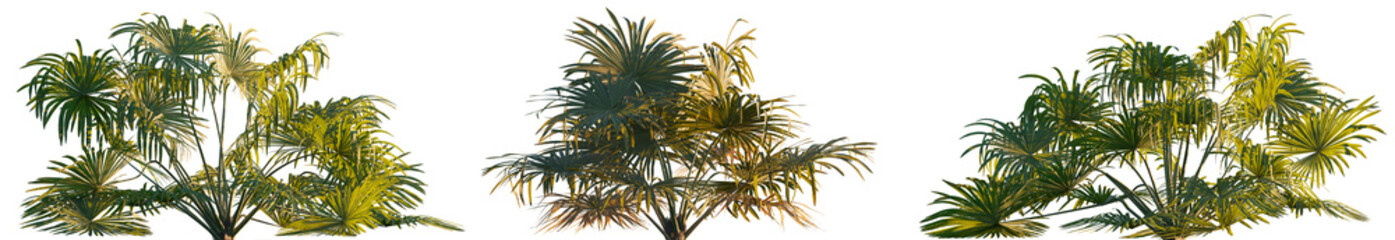 Obraz premium Brahea moorei palm (Powder palm, hesper palm) evergreen plant frontal isolated png on a transparent background premium cutout