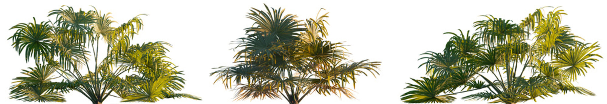 Brahea moorei palm (Powder palm, hesper palm) evergreen plant frontal isolated png on a transparent background premium cutout