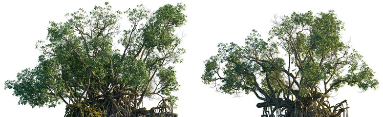 Mangrove water tree and shrub isolated png on a transparent background premium cutout