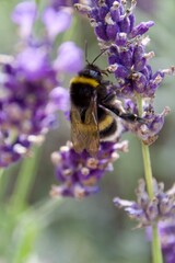 A bumblebee gathering nectar from a vibrant purple lavender flower, set against a soft green and purple blurred background, showcasing the beauty of pollination.