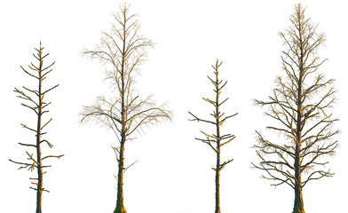 Obraz premium dry mossy leafless swamp Metasequoia glyptostroboides tree frontal set isolated png on a transparent background premium cutout (Dawn Redwood)