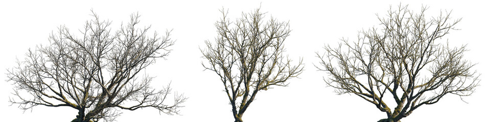 dry mossy leafless swamp populus tree frontal set isolated png on a transparent background premium cutout