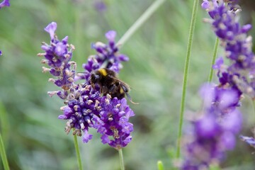 A bumblebee gathering nectar from a vibrant purple lavender flower, set against a soft green and purple blurred background, showcasing the beauty of pollination.