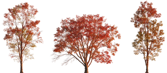 Acer griseum frontal autumn trees\bush maple isolated png on a transparent background premium cutout (paperbark maple or blood-bark maple)