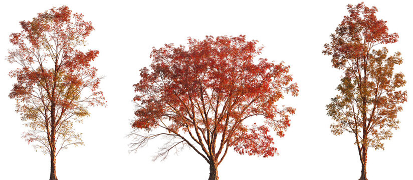 Acer griseum frontal autumn trees\bush maple isolated png on a transparent background premium cutout (paperbark maple or blood-bark maple)