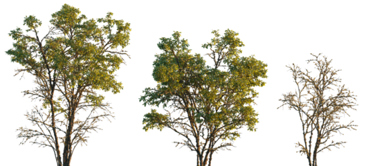 dry mossy swamp Quercus variabilis tree frontal set isolated png on a transparent background premium cutout (Chinese Cork Oak, Oaks, Oriental Oak )