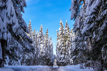 Tall spruce trees completely covered with snow along the road to Pokljuka