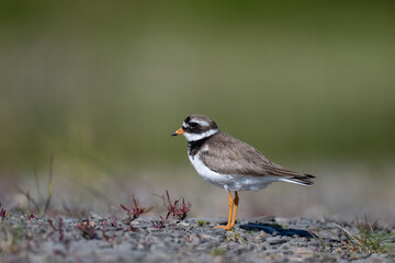 A common ringed plover searches for food in northern Sandinavia