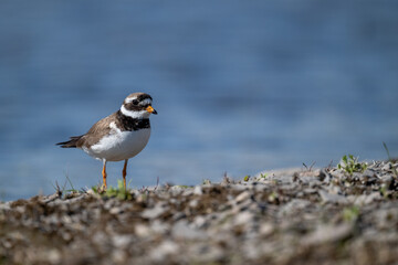 A common ringed plover searches for food in northern Sandinavia