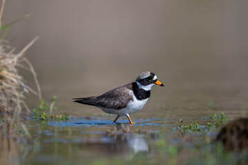 A common ringed plover searches for food in northern Sandinavia