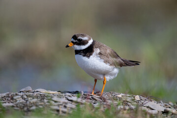 A common ringed plover searches for food in northern Sandinavia