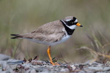 A common ringed plover searches for food in northern Sandinavia